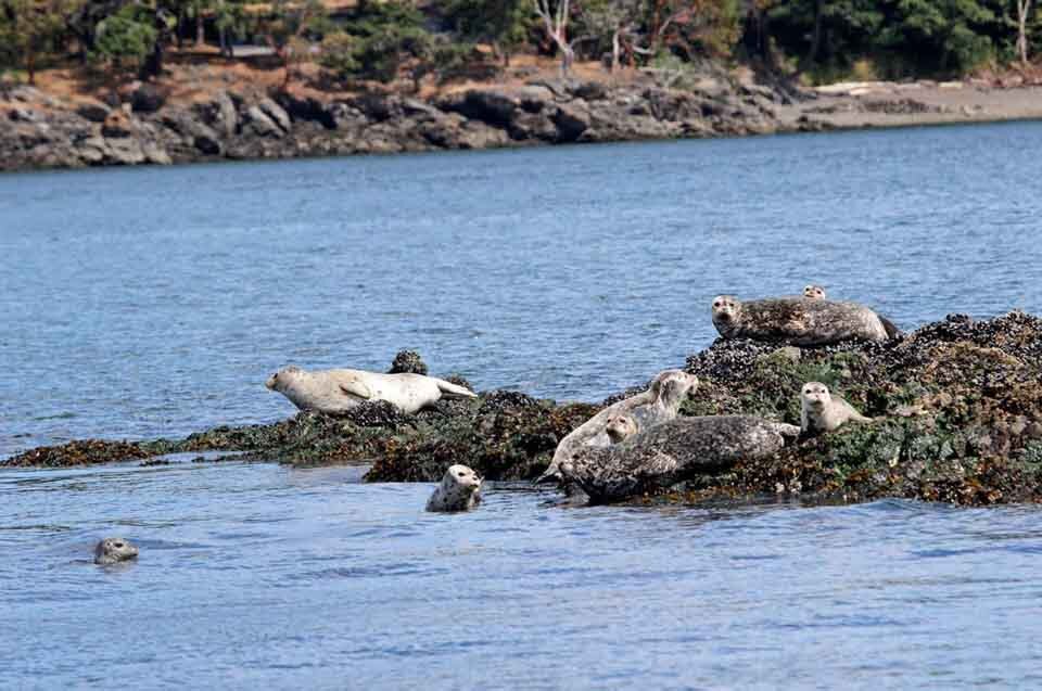Highly Pathogenic Avian Influenza is Found in Seals in Washington state