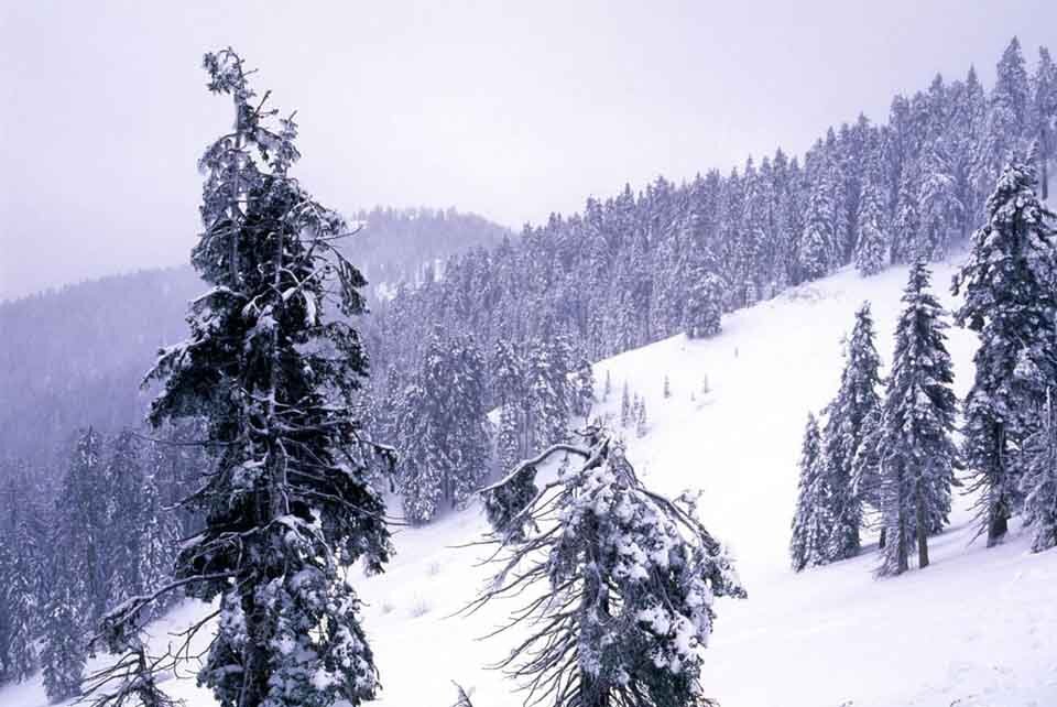 Winter forest near Mt Ashland