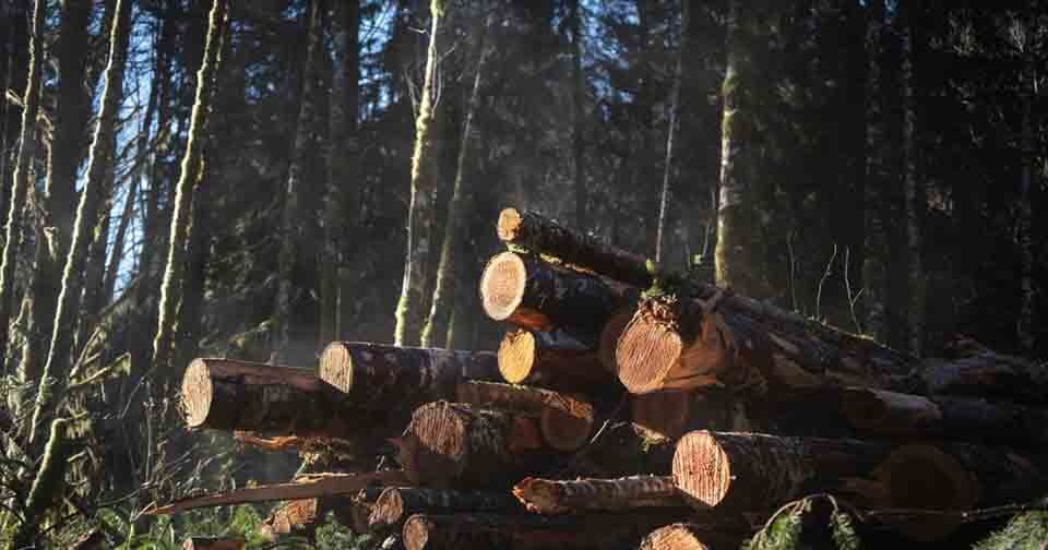 Logging, southern oregon