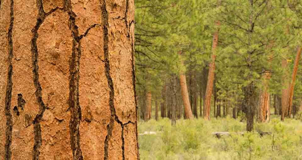 Stand of Trees Bend Oregon Deschutes County