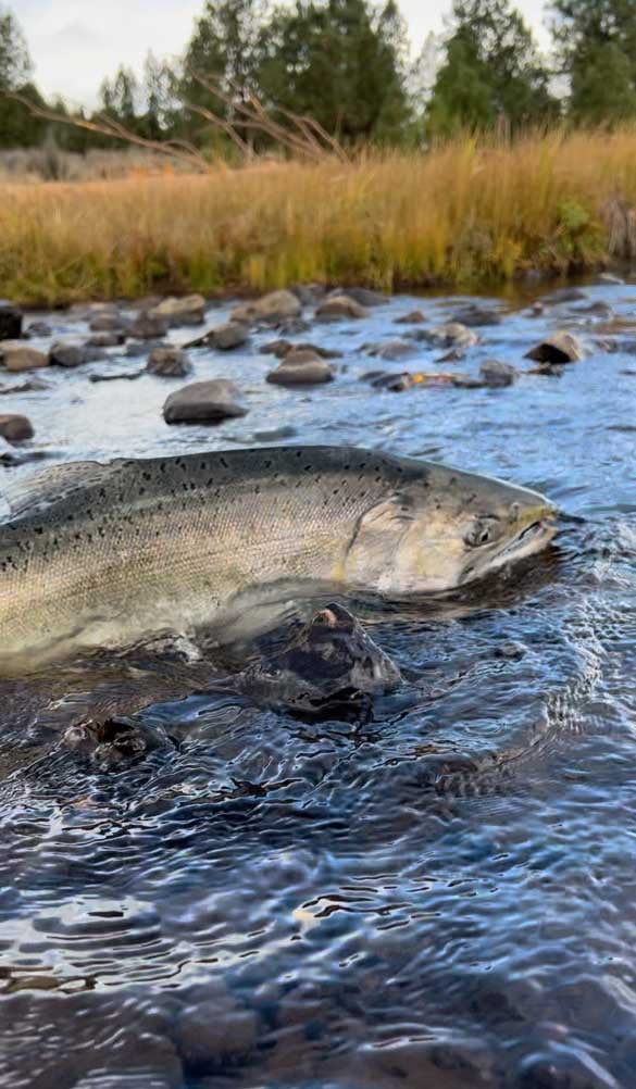 Return of the salmon - Klamath county