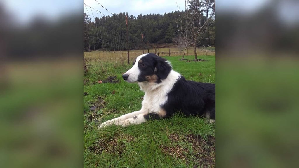 Beau the Border Collie