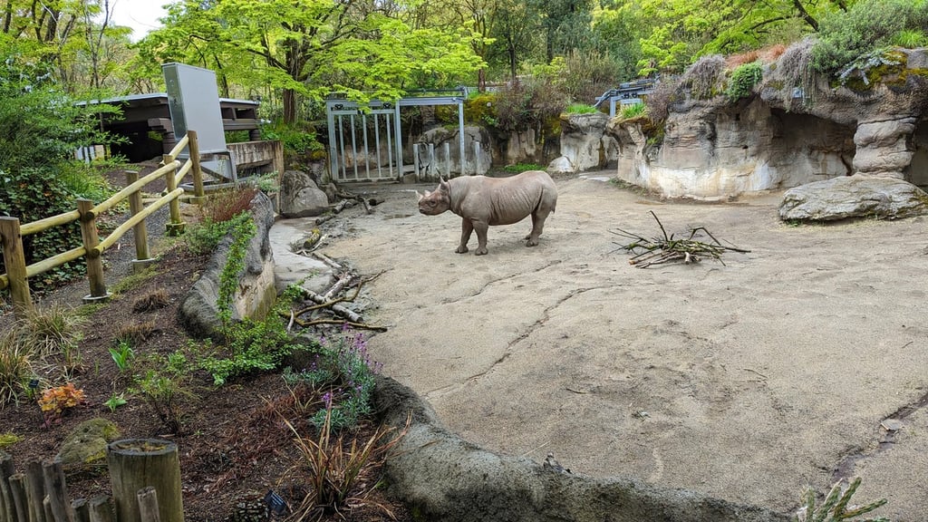 Rhinoceros standing in its Oregon Zoo enclosure