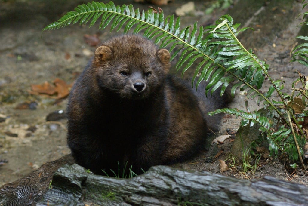 A fisher resting beside ferns and a fallen log