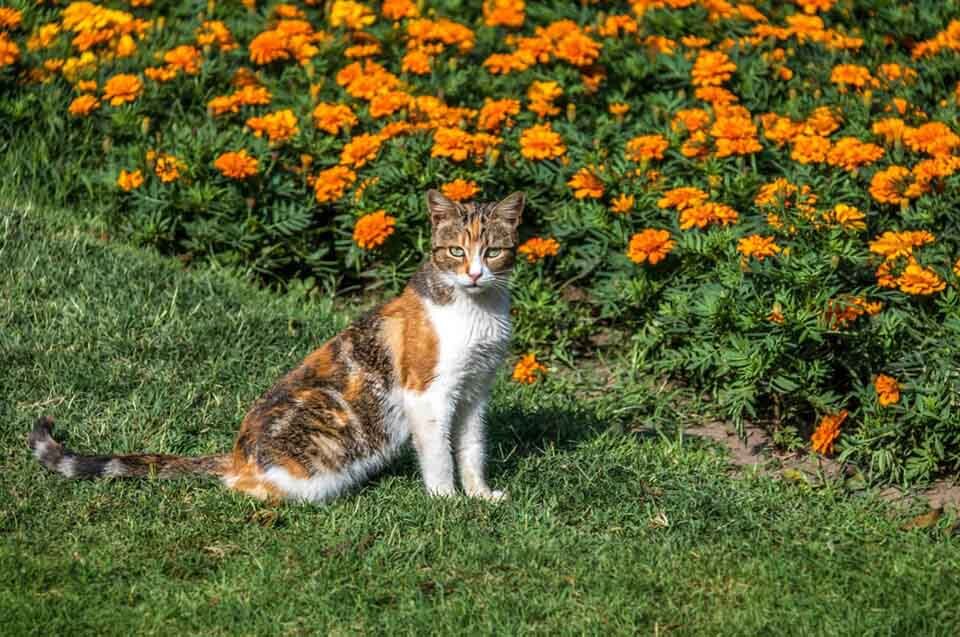 cat in the garden