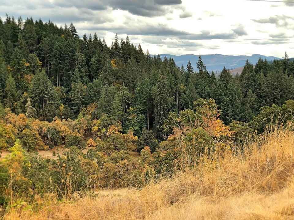 Mount Pisgah Arboretum