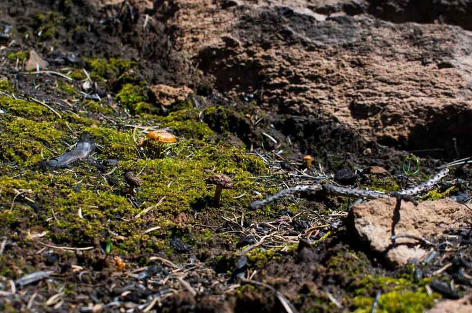 What is Oregon Known For? All the Things to Know, See, and Do, in the U