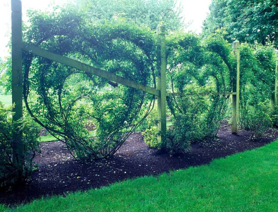 Owen Rose Garden