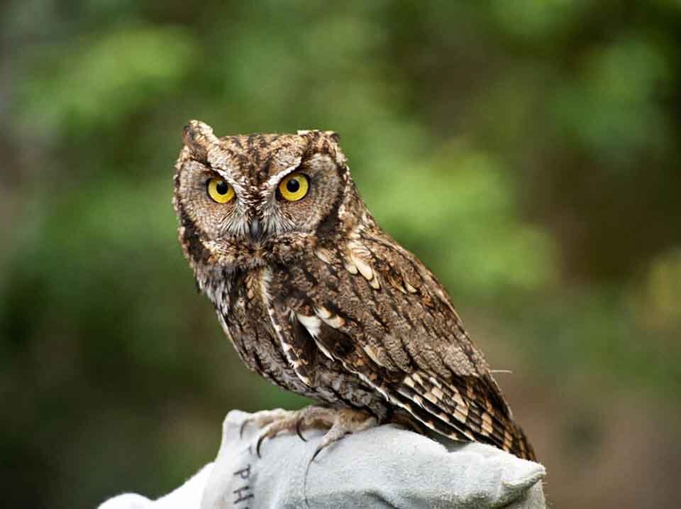 Things to see in the Cascades Raptor Center in Eugene Oregon