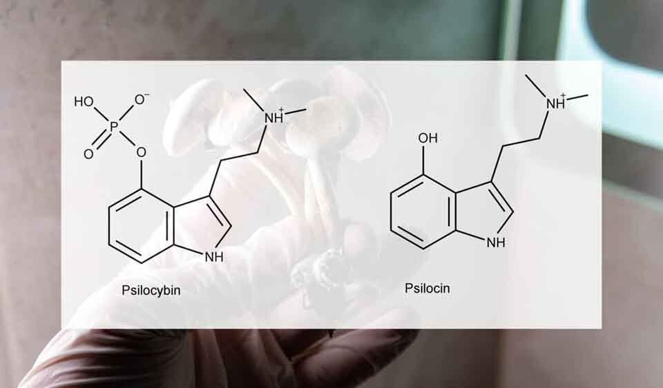 How Magic Mushrooms Work diagram