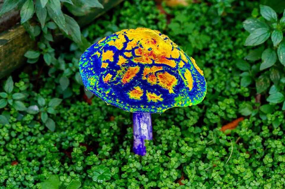 Side effects of magic mushrooms