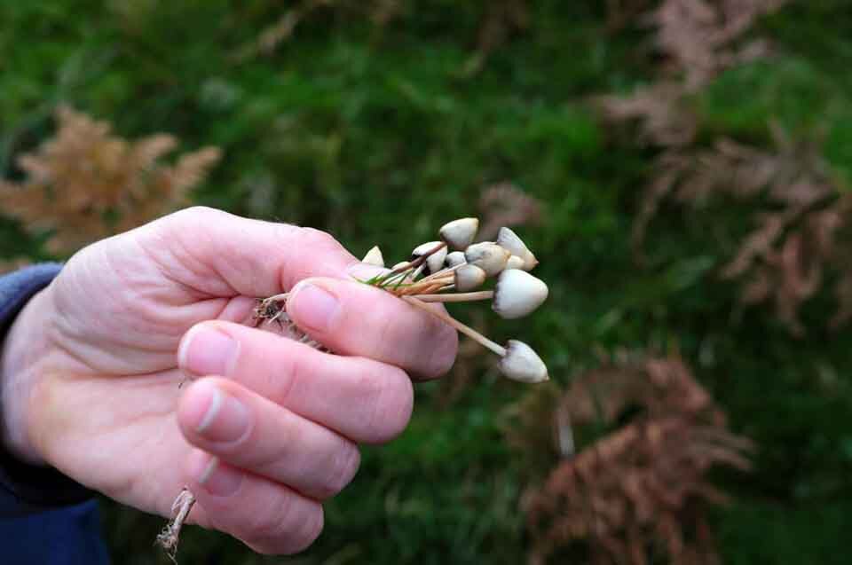 Types Of Magic Mushrooms Within Oregon