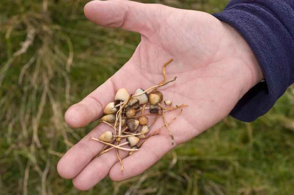 collection of magic mushrooms