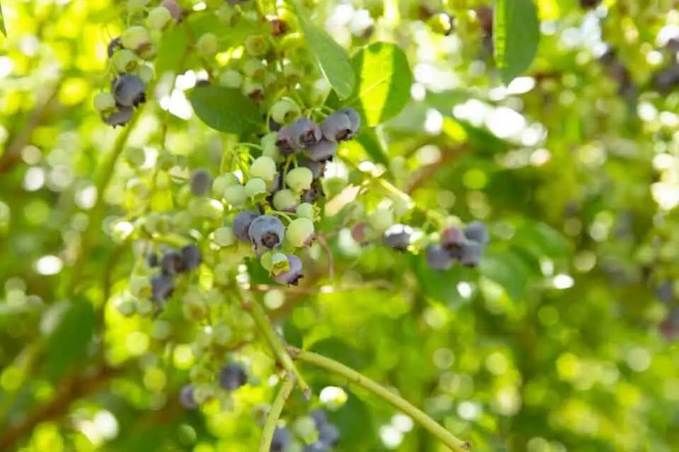 Blueberries struggling in Oregon