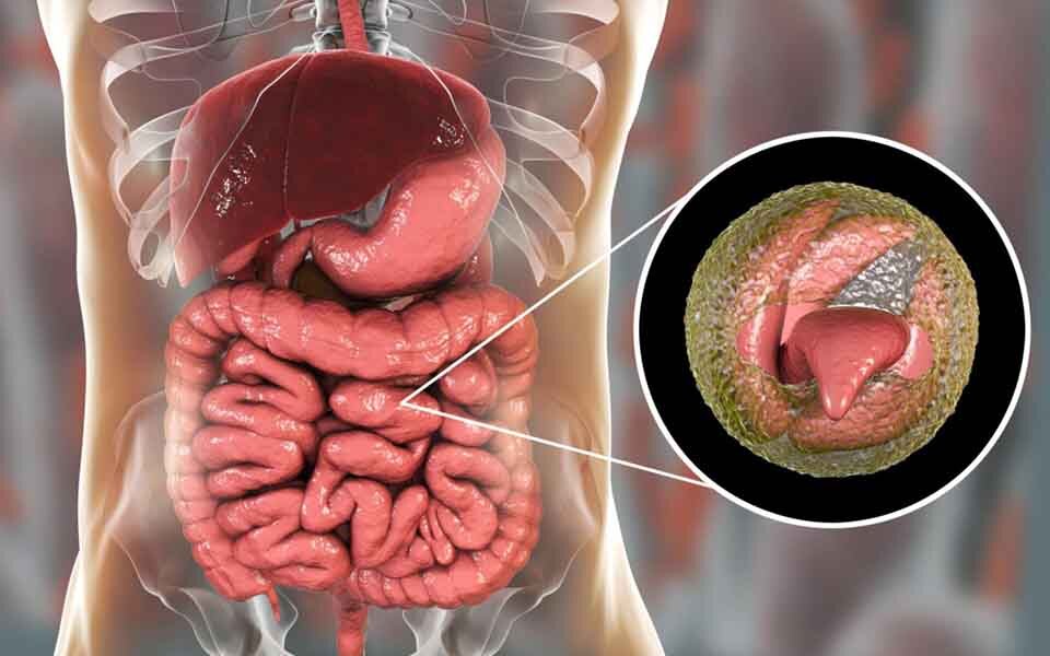 Cryptosporidium protozoan intestinal parasite