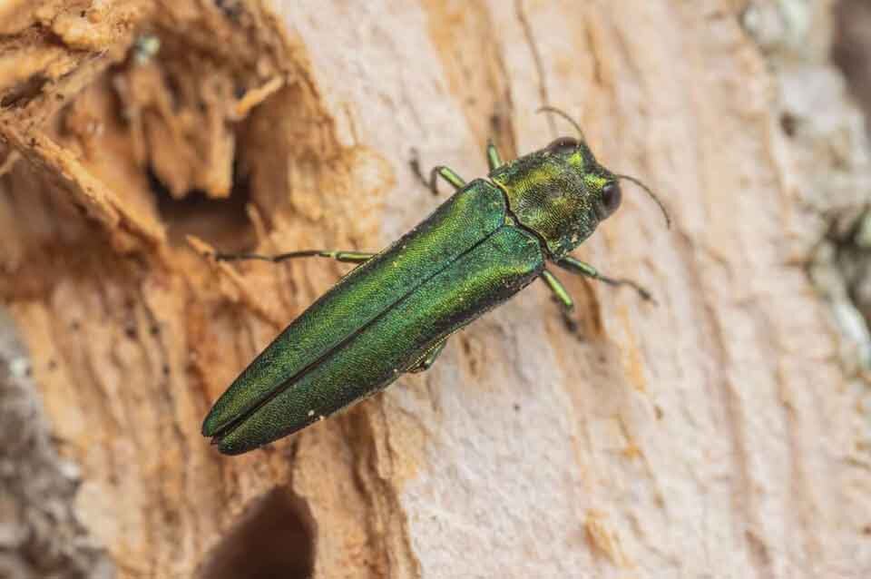 Emerald Ash Borer Oregon