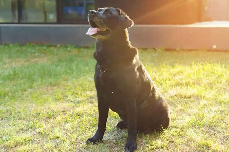 Keeping Your Labrador Safe This Summer
