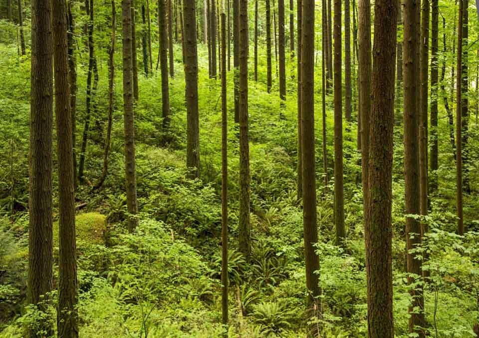 Forest Park, Portland, Oregon