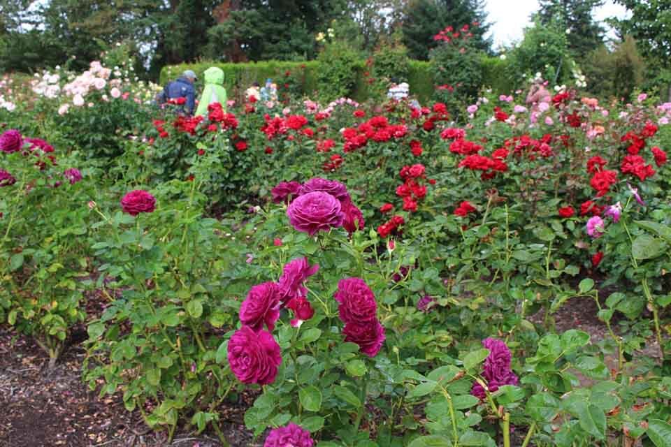 International Rose Test Garden