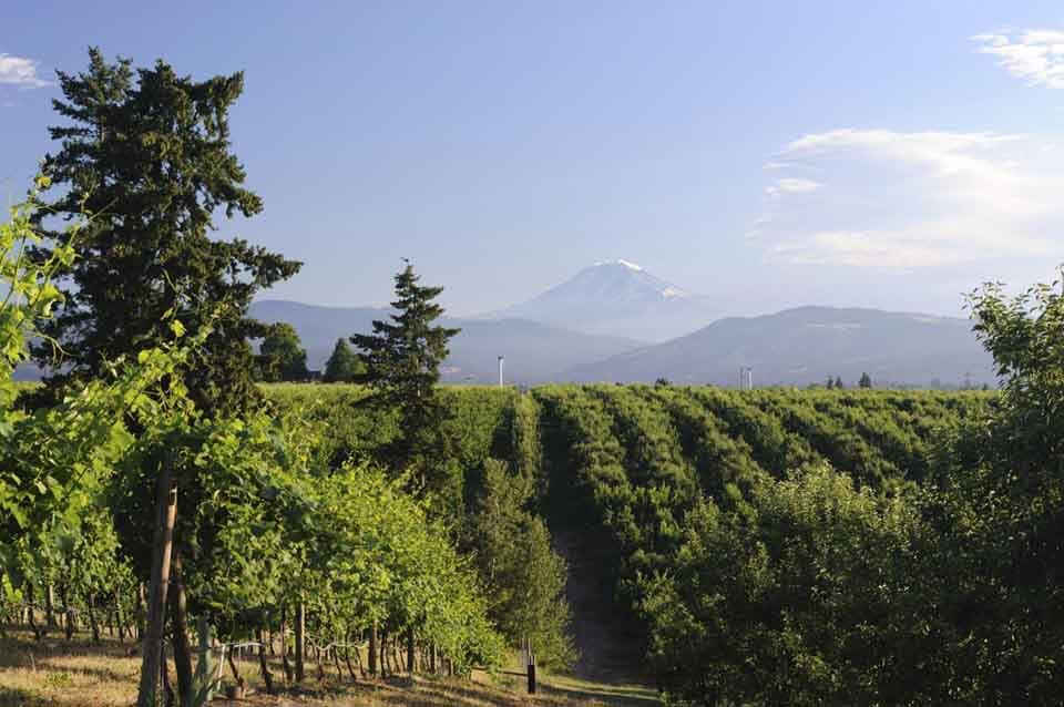 The Orchard in Hood River