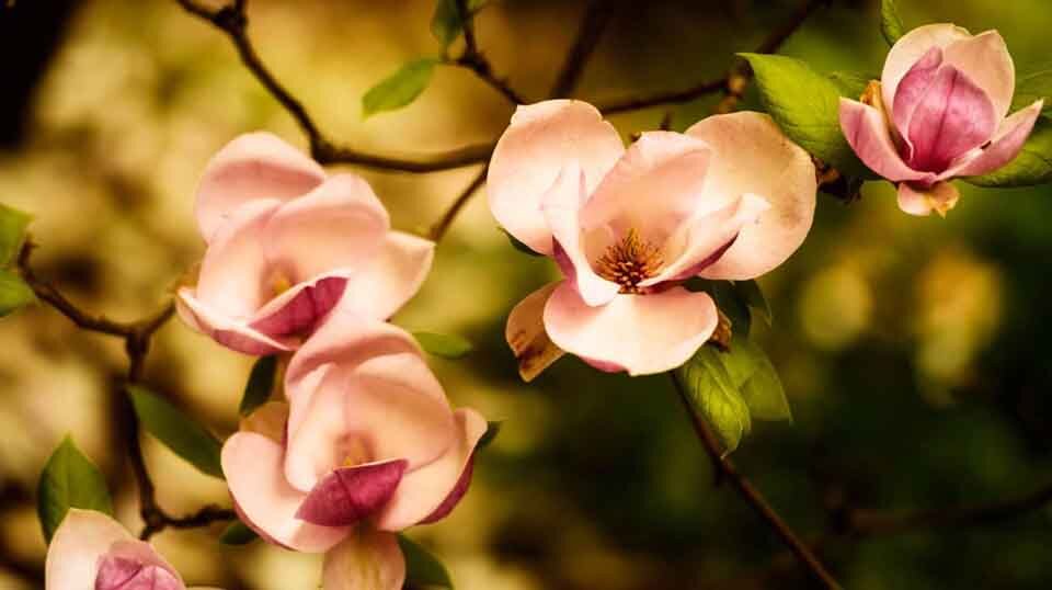 Visit Hoyt Arboretum Portland