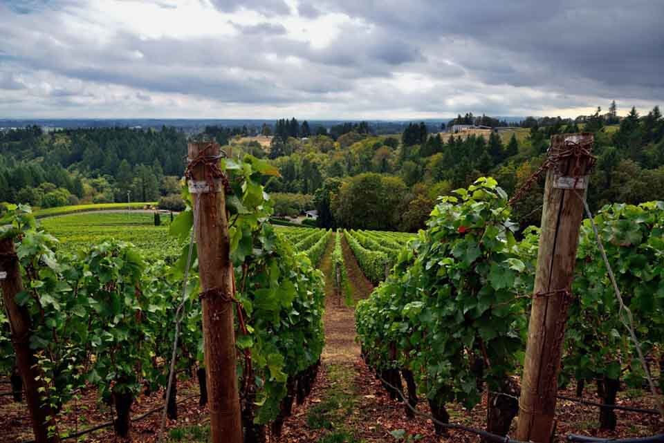 Willamette Valley Vineyards, Turner