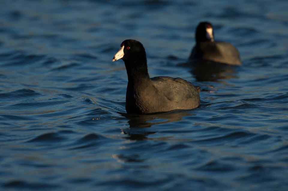 American coots on Walter Wirth Pond, Cascades Gateway Park, Salem, Oregon