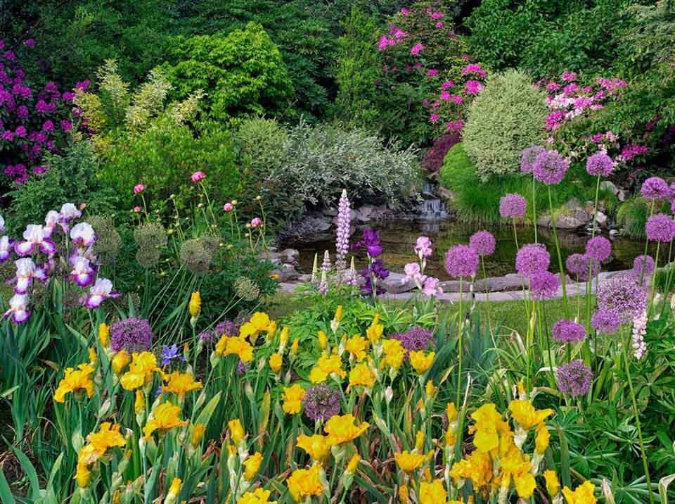 Pond with flower garden. Schrieners Iris Gardens, Salem, Oregon.
