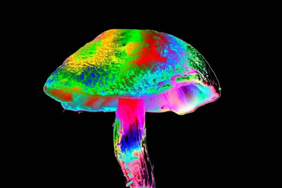 Oregon’s Legal Psilocybin mushroom