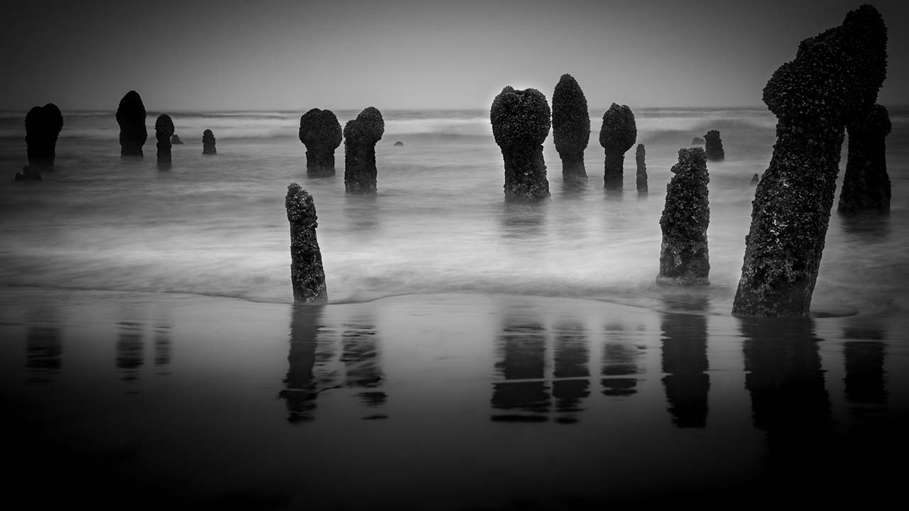 Neskowin Ghost Forest stumps