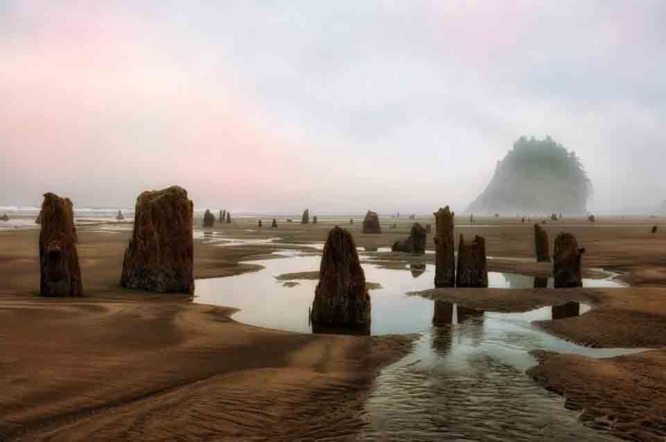 Neskowin Ghost Forest