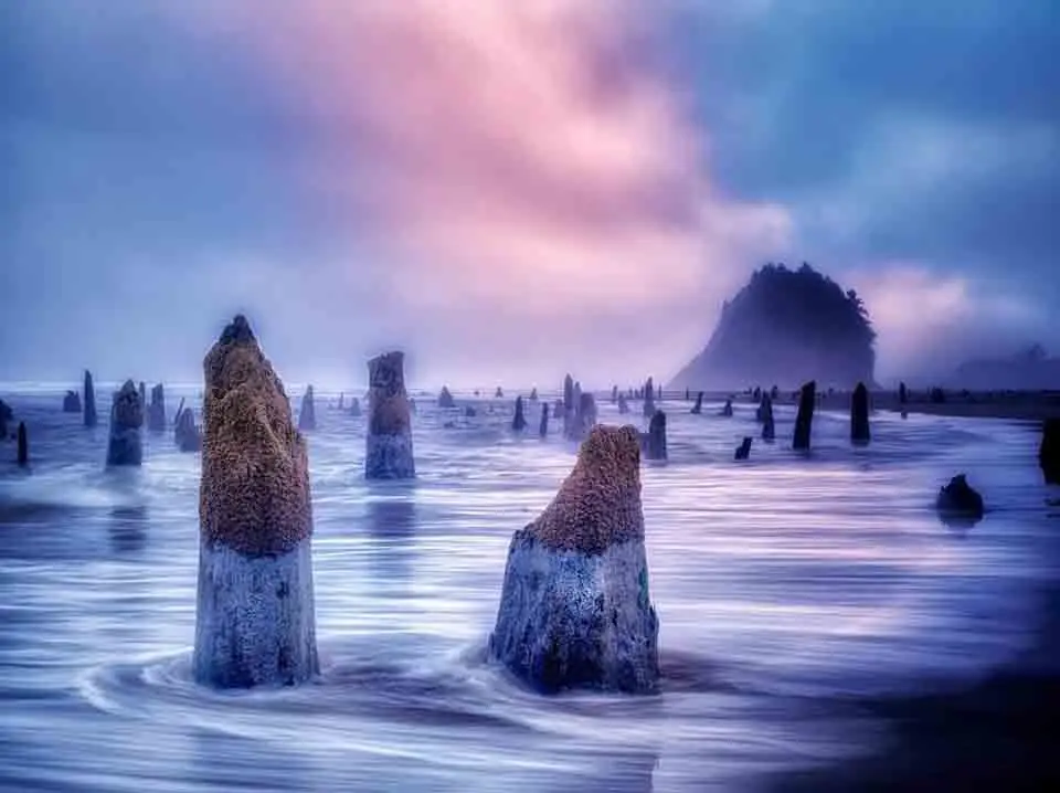 Story of the Neskowin Ghost Forest