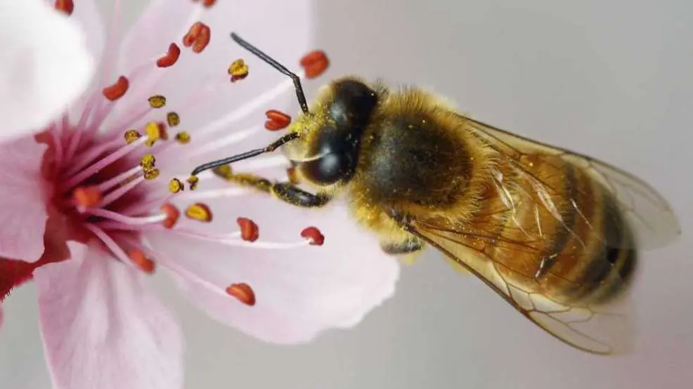 Bees are critical pollinators.