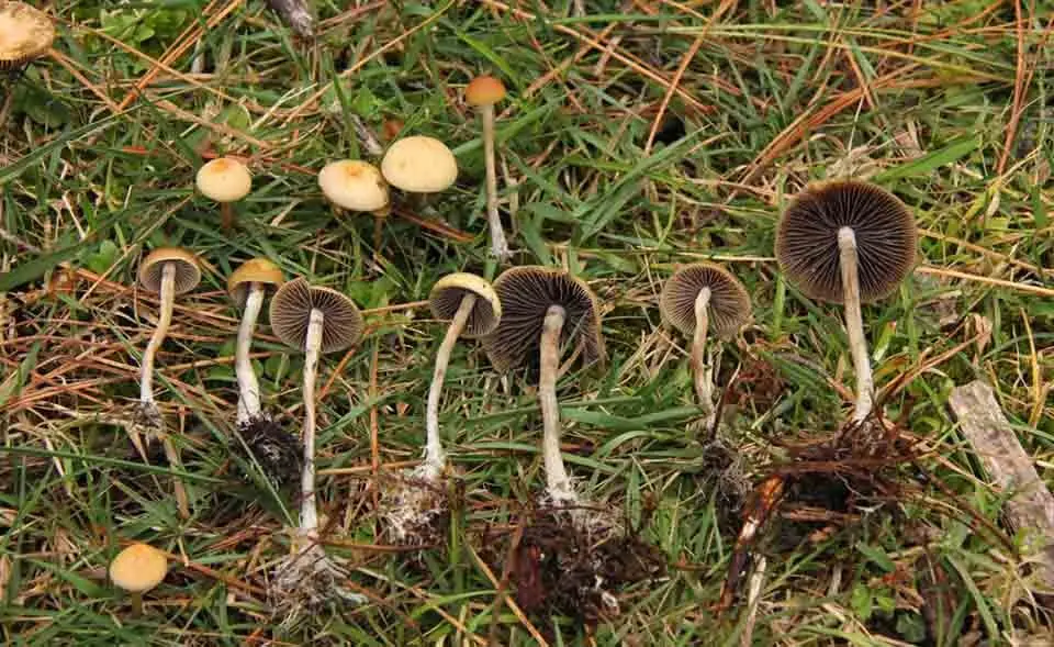 Psilocybin Mushroom, Ashland Oregon