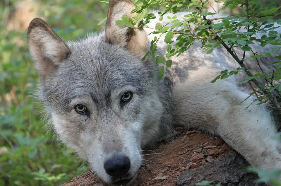 gray wolf oregon