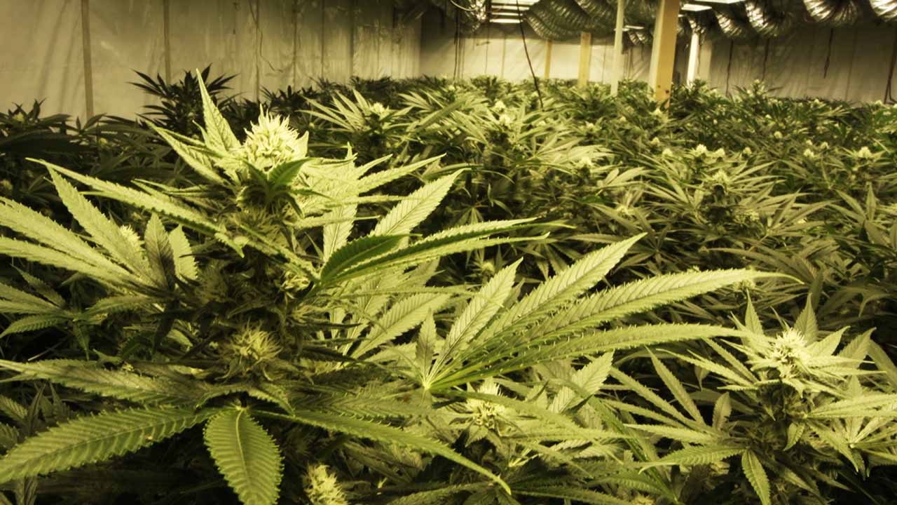 Oregon Marijuana Harvest