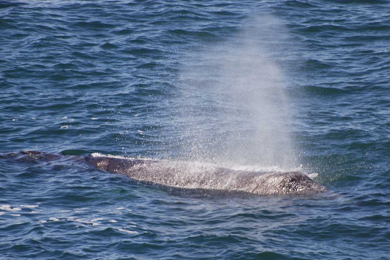 Gray Whale Spout off The Oregon Coast