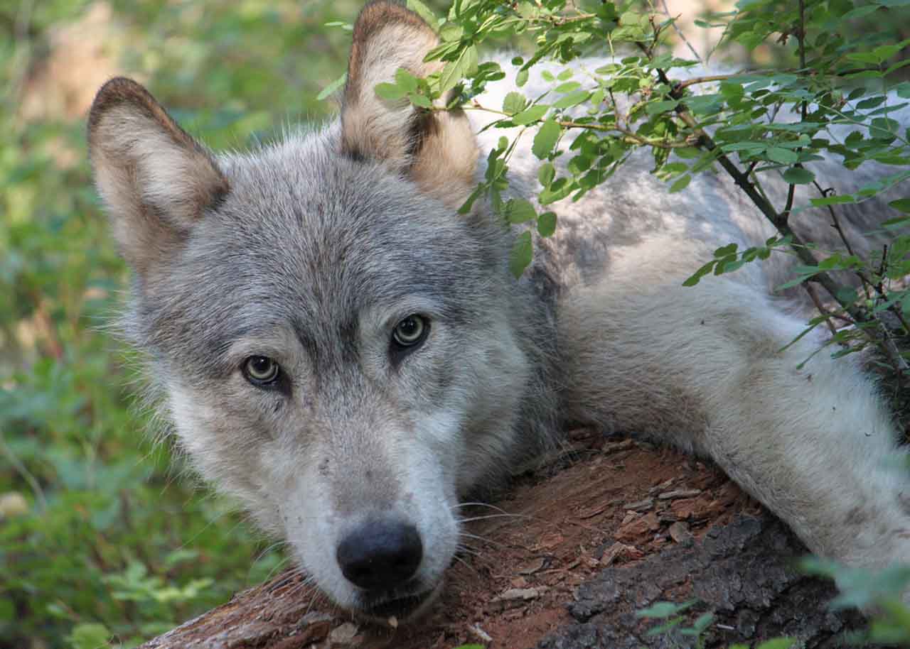 Oregon Could Soon Regain Control Over Gray Wolf Management as Congress Moves to End Federal Protection