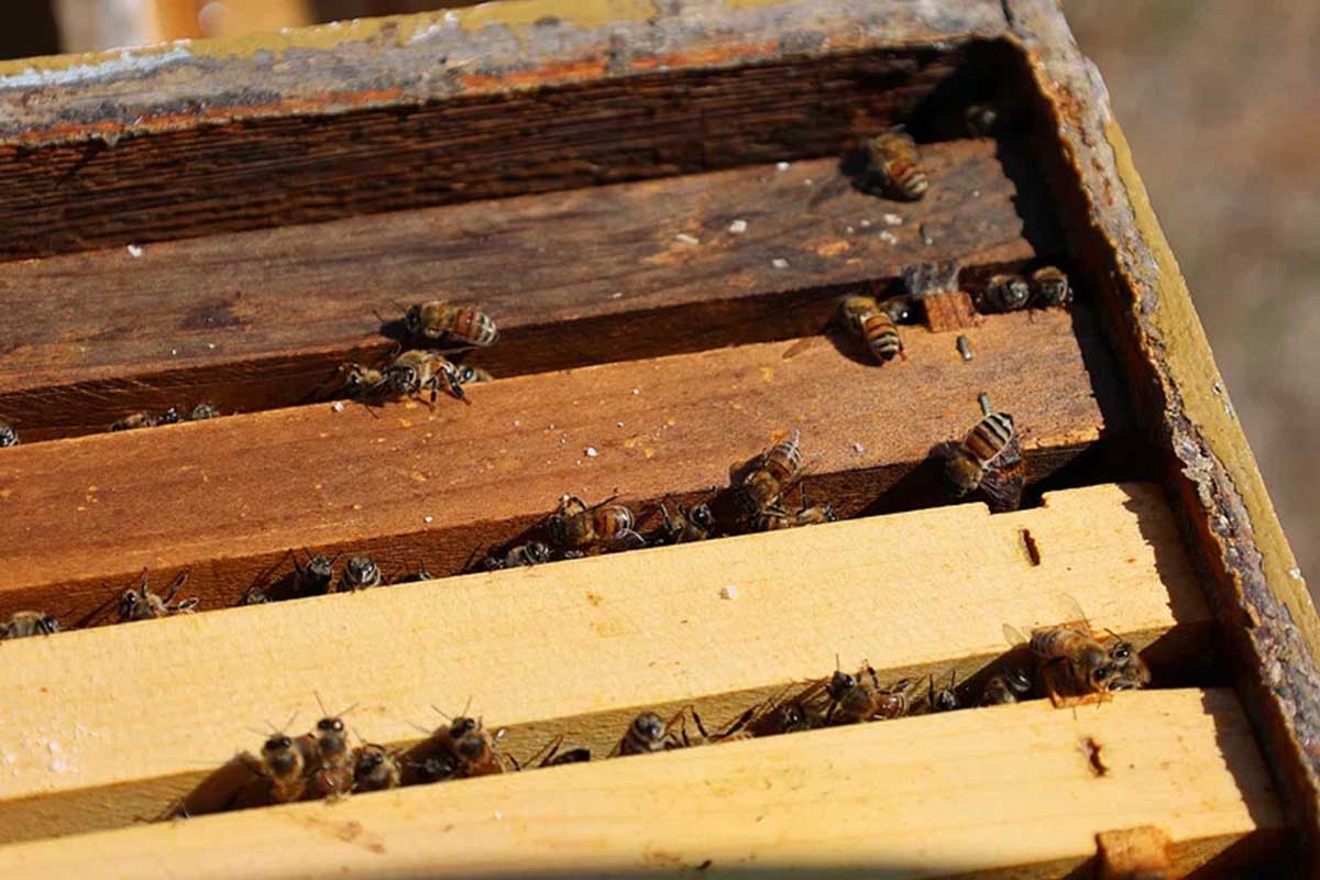 Honeybees on Beebox